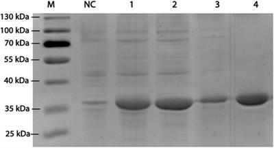 Characterization of D-Allulose-3-Epimerase From Ruminiclostridium papyrosolvens and Immobilization Within Metal-Organic Frameworks